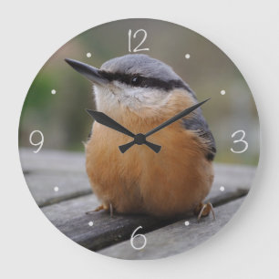 Nuthatchfoto Stor Klocka