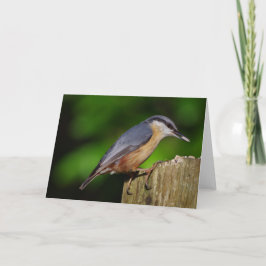 Nuthatchhälsningkort Kort