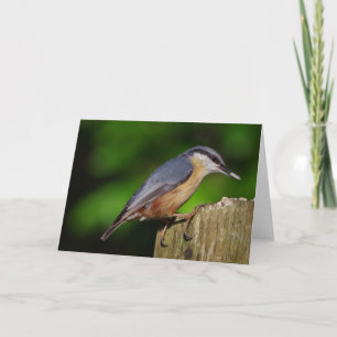 Nuthatchhälsningkort Kort