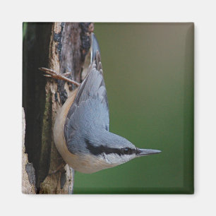 Nuthatchmagnet Magnet