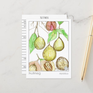 Nutmeg Medicinal Materia Medica Herb- studien Vykort