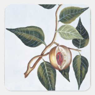 Nutmeg pläterar 7, från 'samlingen Precieuse et Fyrkantigt Klistermärke