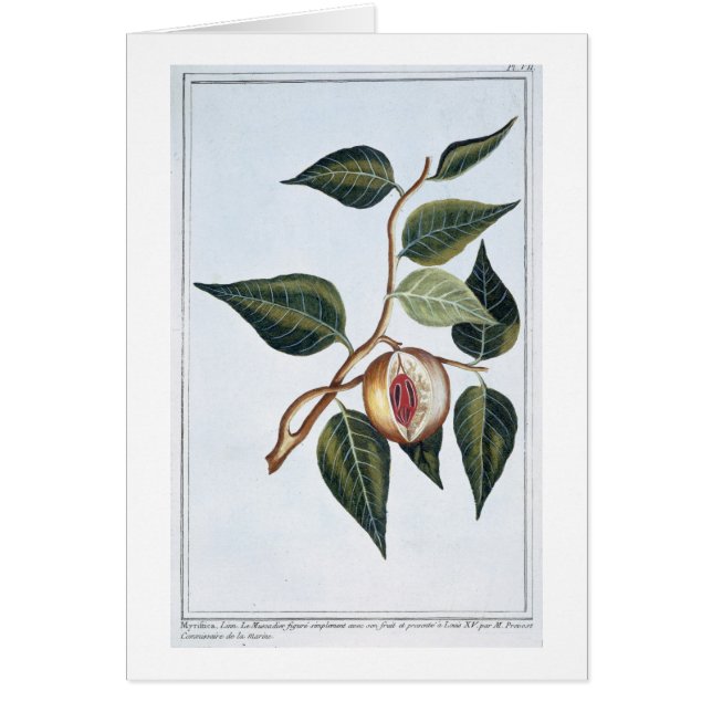 Nutmeg pläterar 7, från 'samlingen Precieuse et Hälsningskort (Framsidan)