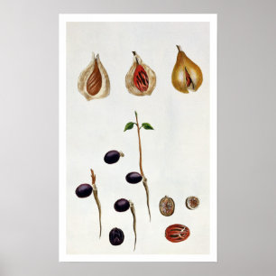 Nutmeg pläterar 8, från 'samlingen Precieuse et Poster
