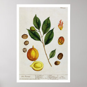 Nutmeg, tallrik 353 från "A Nyfiken Herbal", pub Poster
