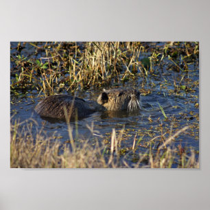 Nutria i vatten poster