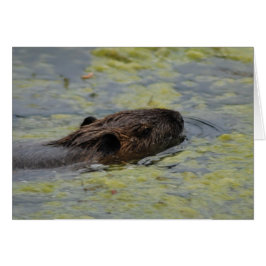 "Nutria Swimming" Greting Card Hälsningskort
