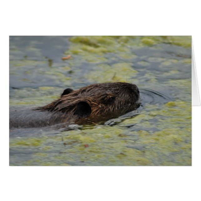 "Nutria Swimming" Greting Card Hälsningskort (Framsidan Horizontal)