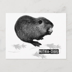 Nutrious Nutria Postcard Vykort