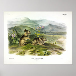 Nuttall's Hare (Mountain/Nuttall's Cottontail) Poster