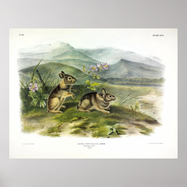 Nuttall's Hare (Mountain/Nuttall's Cottontail) Poster (Framsidan)