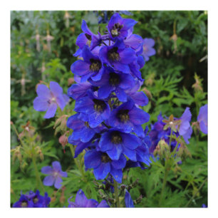Nuttalls Larkspur Flowers Fototryck