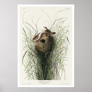 Nuttalls mindre marsch Wren av Audubon Poster