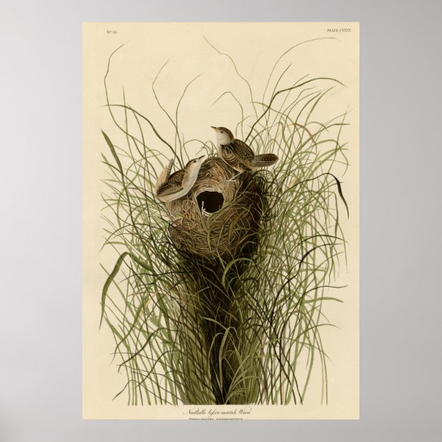 Nuttalls mindre marsch Wren Poster (Framsidan)