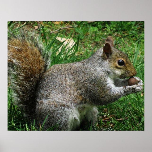 Nutty squirrel Closeup Poster (Framsidan)