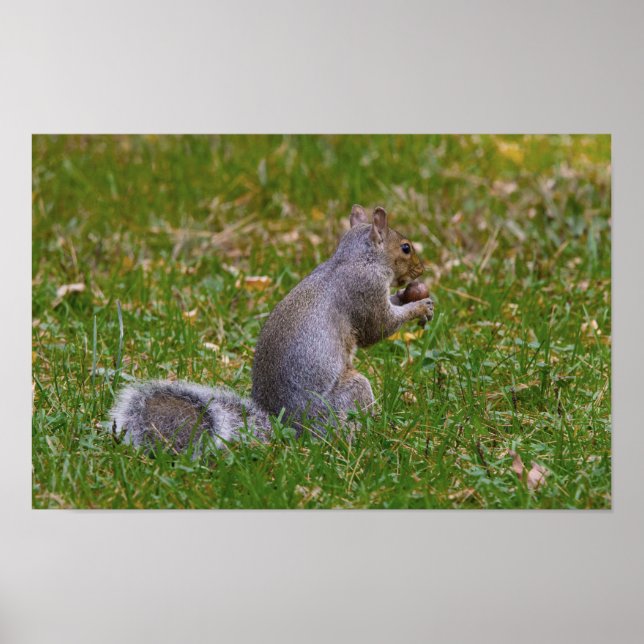 Nutty Squirrel Poster (Framsidan)
