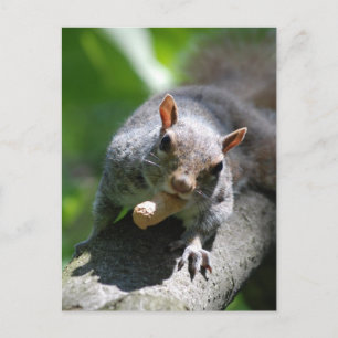 Nutty Squirrel-vykort Vykort
