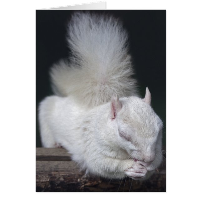 Nuttys bönkort hälsningskort (Framsidan)