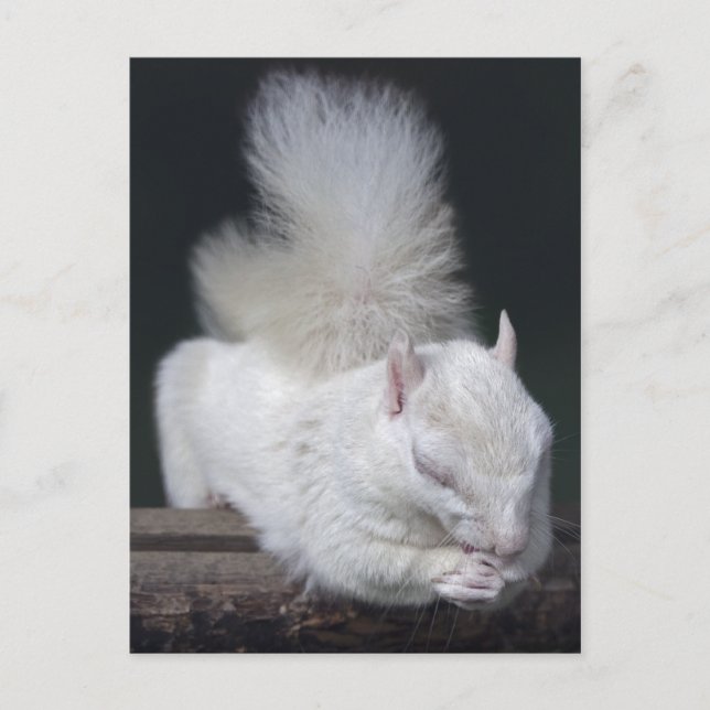Nutty's Prayer Postcard Vykort (Framsida)