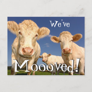 Ny adress Vi har flyttat för Cows Funny Meddelande Vykort