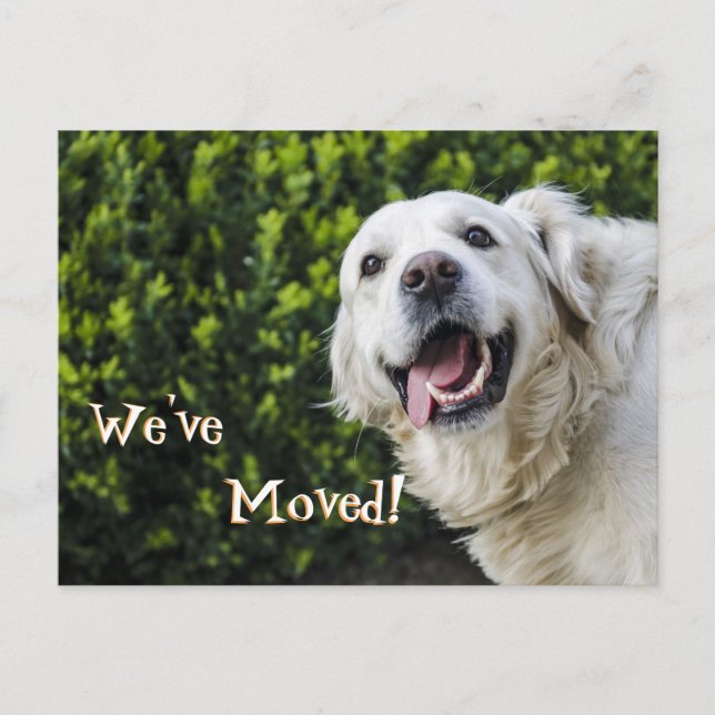 Ny adress Vi har flyttat för golden Retriever-valp Meddelande Vykort (Framsida)