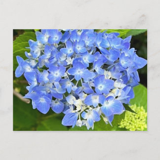 Ny blommande hydrangea vykort