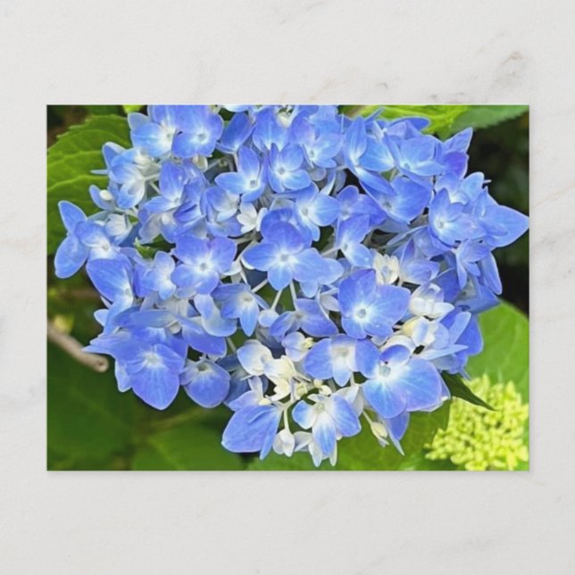 Ny blommande hydrangea vykort (Framsida)