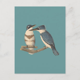 NY-fåglar i Bälten Kingfisher (Alava alcyon) Vykort
