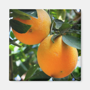 Ny frukt - orangemagnet magnet