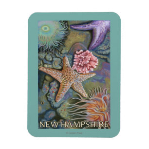Ny HampshireTidepool plats Magnet