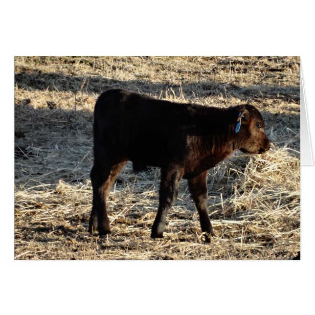 Ny kalv hälsningskort (Framsidan Horizontal)