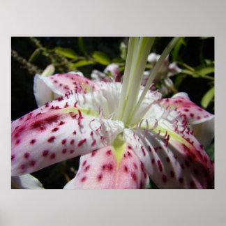 NY KONST Liljor Blomma Trädgård Konsttryck Canvas  Poster
