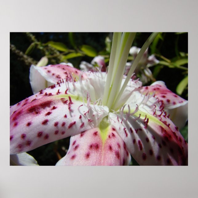 NY KONST Liljor Blomma Trädgård Konsttryck Canvas  Poster (Framsidan)