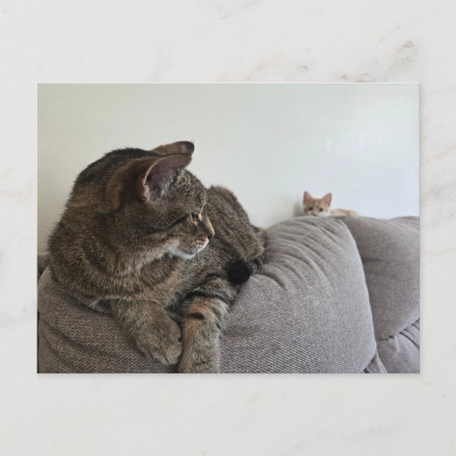 Ny liten kattunge Postkort Vykort (Framsida)