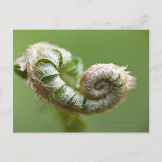 Ny ormbunksgren vykort (Framsida)