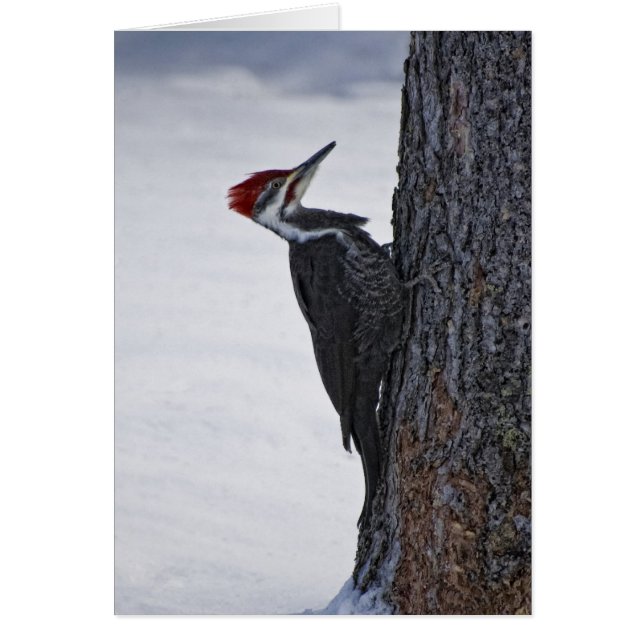 Ny Pilieed Woodpecker Hälsningskort (Framsidan)