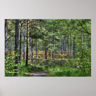 Ny plats för natur för skogskogsmarkträd, England Poster