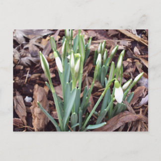 Ny tillväxt för vykort