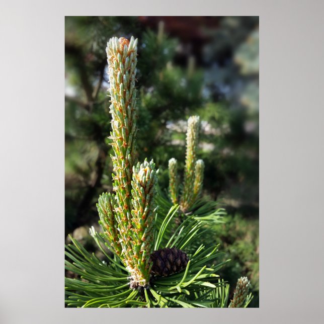 Nya gräs-knoppar poster (Framsidan)