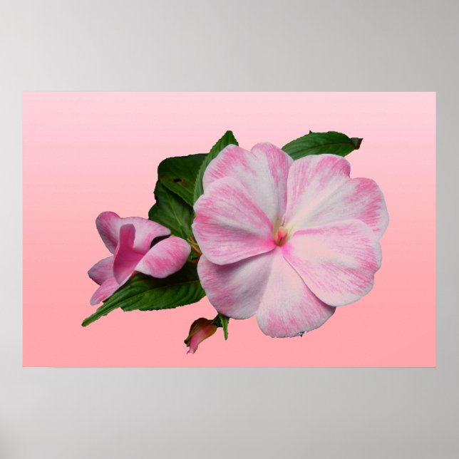 Nya Guinea Impatiens Rosa & White Poster (Framsidan)