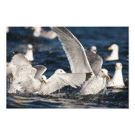 Nya gullar fototryck