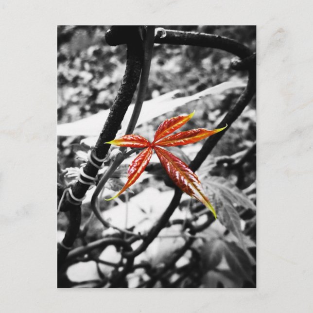 Nya Löv Vykort (Framsida)