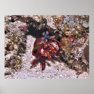 Nya Mantis Shrimp Poster