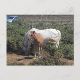 Nya skogsmassor och -föl vykort