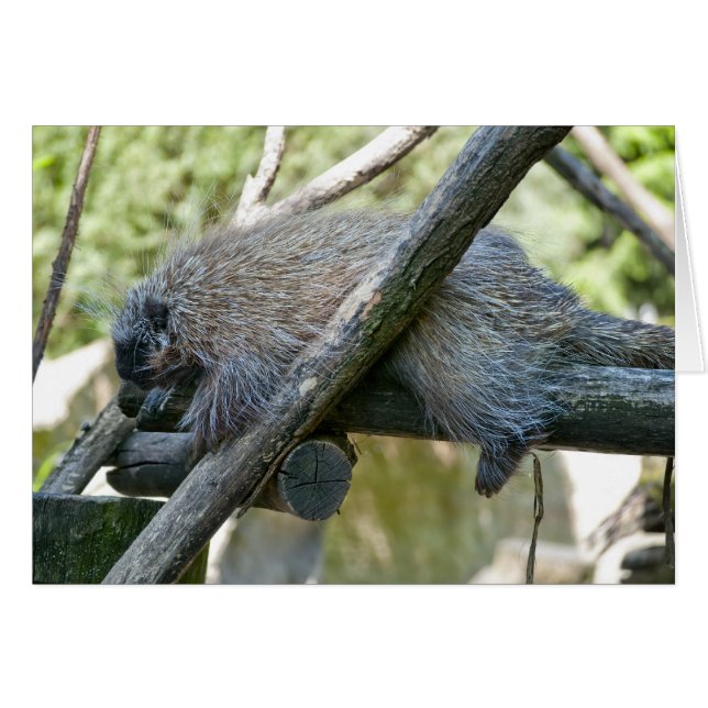 Nya Världens Piggsvin Hälsningskort (Framsidan Horizontal)