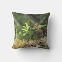 Nya växten Fern Moss Nature Enthusiast Grönt Plant
