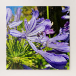 Nya Zeeland Agapanthus Violet Flower Blooming Pussel