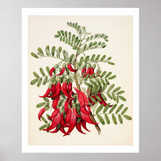 Nya Zeeland Clianthus Puniceus Red Kowhai Flower Poster