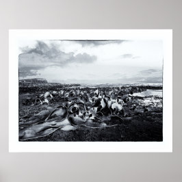 Nya Zeeland, Curio Bay och Catlins Kusten Poster