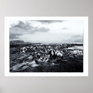 Nya Zeeland, Curio Bay och Catlins Kusten Poster